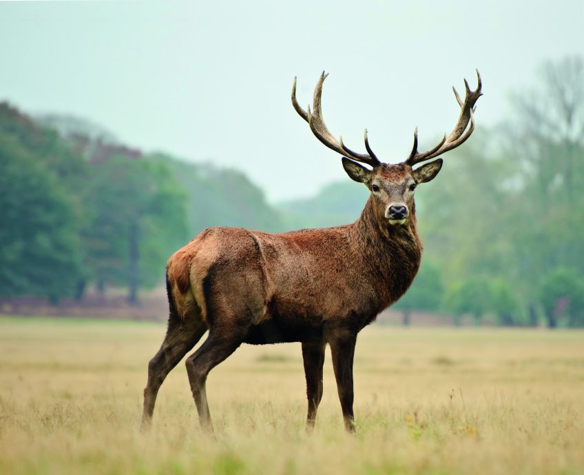 Pourquoi les cerfs perdent-ils leur bois ?