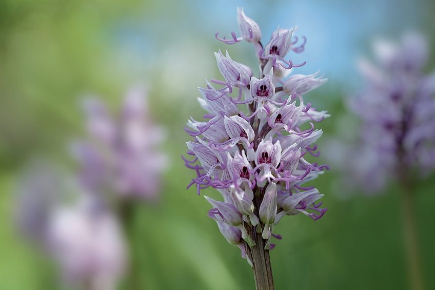 orchis singe Découvrir la nature du val de Loire, au-delà des châteaux