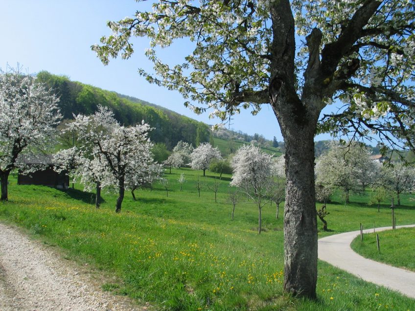 La Salamandre plante 250 arbres dans un verger du Jura