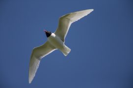 mouette mélanocéphale / © Alessandro Staehli