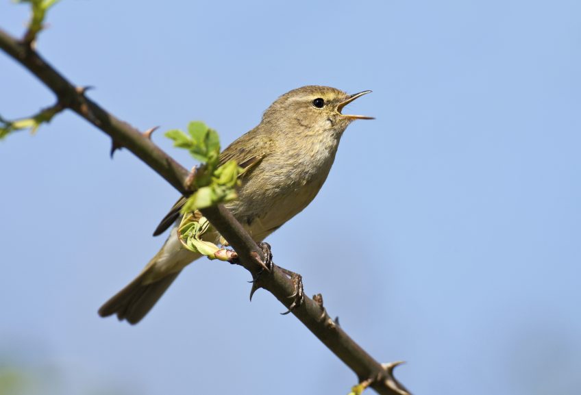 reconnaître le chant des oiseaux