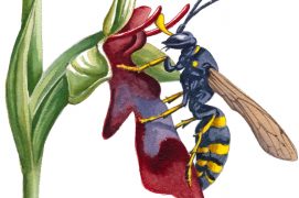 A chacun son pollinisateur : Argogorytes mystaceus sur Ophrys insectifera / © Lorenzo Dotti