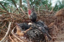 Âgé d’environ 15 jours, le jeune coucou-geai est proche de l’envol. / © Vittorio Baglione