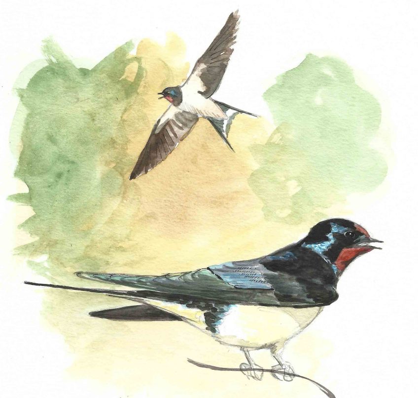 Voici les hirondelles - La Salamandre