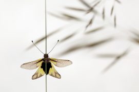 Ascalaphe soufré / © Simon Bugnon