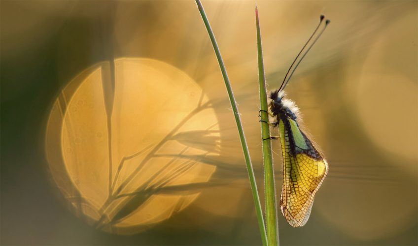 L'ascalaphe, la magicienne et le diablotin, des insectes de la garrigue