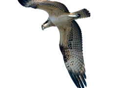 balbuzard pêcheur