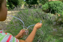 Enfin, cherchez d’autres insectes.