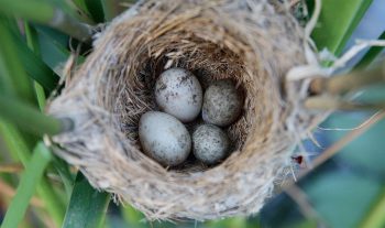 Ce nid de rousserolle effarvatte contient deux œufs de deux coucous différents. Contrairement à certains de ses cousins exotiques, cet oiseau n’enlève pas un autre œuf parasite déposé avant son passage, sans doute parce que c’est une situation rare. Le poussin le plus rapidement éclos expulsera simplement les autres, y compris son concurrent de la même espèce. Ce nid de rousserolle effarvatte contient deux œufs de deux coucous différents. Contrairement à certains de ses cousins exotiques, cet oiseau n’enlève pas un autre œuf parasite déposé avant son passage, sans doute parce que c’est une situation rare. Le poussin le plus rapidement éclos expulsera simplement les autres, y compris son concurrent de la même espèce.