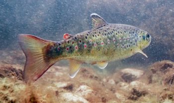 Cette truite commune vivant en rivière a développé une robe vert olive à pois rouges. 
Dans un lac, elle porterait un ventre blanc et un dos noir pour se camoufler.  