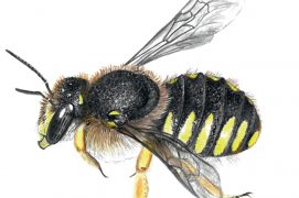 Les espèces caulicoles, comme l’anthidie à manique, aménagent leurs chambres larvaires dans les tiges creuses des plantes. Cette abeille cotonnière récolte des poils végétaux pour garnir son nid sur les plantes duveteuses, comme les immortelles ou les oreilles d’ours (stachys). / © Sophie Giriens