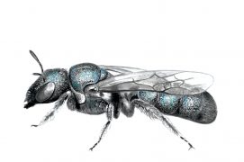 Les rubicoles préfèrent creuser leur loge dans une moelle tendre comme les tiges de sureau. La cératine bleutée, une petite abeille élancée aux reflets métalliques, choisit même d’y passer l’hiver. Il faut dire que son petit nid douillet est moelleux et plutôt bien isolé. / © Sophie Giriens