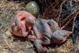 Coucou-geai de 2-3 jours avec une jeune corneille noire à sa gauche. / © Robert Sigl