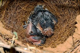 Deux jeunes coucou-geai ont grandi ensemble. Dans ce cas, tous les autres œufs ont été éliminés. / © Jean-Marie Durand