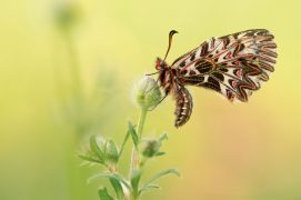 Diane / © Simon Bugnon