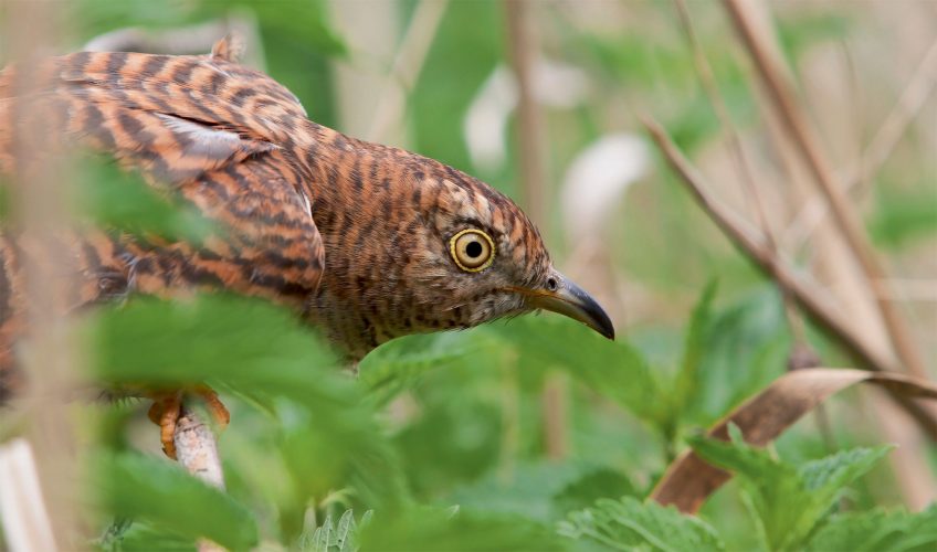 Pourquoi le coucou gris ressemble-t-il à un rapace ?