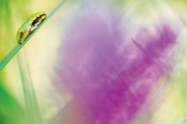 « J’approche l’objectif centimètre par centimètre. Les pattes repliées sous son ventre, ce bébé rainette fait de cette feuille son matelas pour une sieste. » / © Etienne Francey