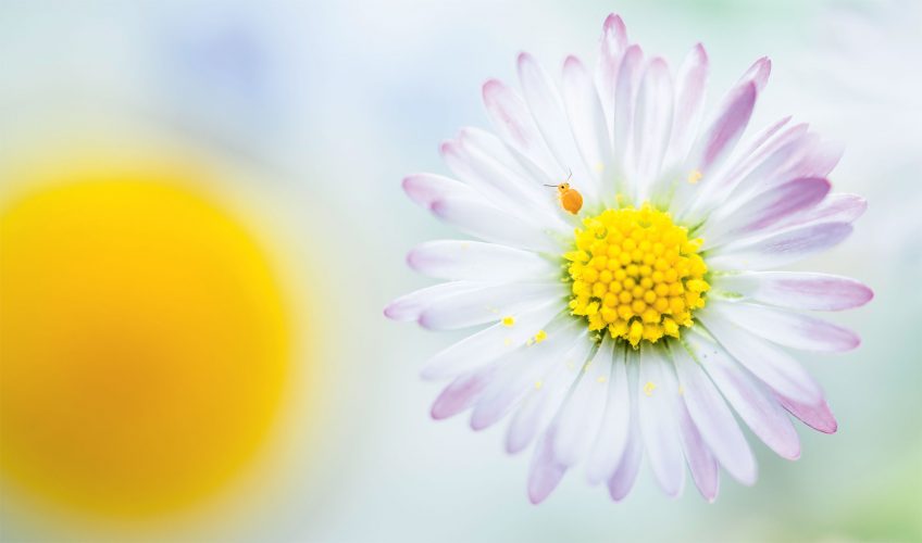 De la joie dans ces photos de la nature au printemps d'Etienne Francey