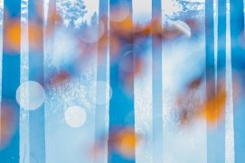 « Les multiples lignes verticales de la forêt offrent un rendu graphique intéressant. Je cadre entre les feuilles mortes couvertes de gouttes d’eau. » / © Etienne Francey