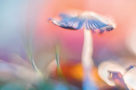 « L’ouverture extrêmement importante du diaphragme me permet de produire une zone de netteté très réduite. L’impression de planer. » / © Etienne Francey