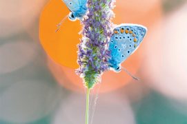 « Un dortoir improvisé par deux argus, peu avant le coucher du soleil. » / © Etienne Francey