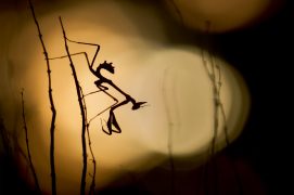 Empuse pennée ou diablotin / © Simon Bugnon