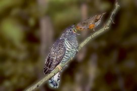 En forêt : le rougegorge familier
 / © Bruno Mathieu / Biosphoto