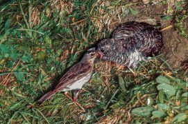 En montagne : le pipit spioncelle / © A & J Visage / Alamy