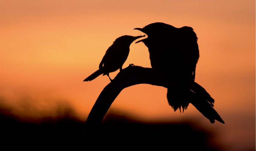 Le jeune coucou, un affamé nourri sans cesse par des parents plus petits