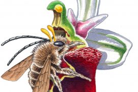 Eucera longicornis sur Ophrys fuciflora / © Lorenzo Dotti