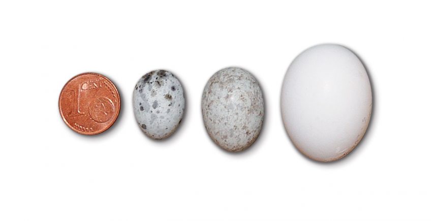 Les œufs du coucou, des imitations presque parfaites