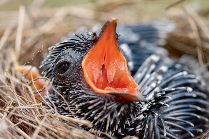 Le bec grand ouvert du coucou paraît irrésistible. C’est pourtant une stimulation visuelle nettement inférieure à celle de quatre à six gosiers différents. Le jeune coucou compense avec des cris sonores et des mouvements d’ailes. Le jeune coucou, un affamé nourri sans cesse par des parents plus petits