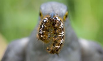 Le coucou gris se nourrit d’insectes. Il apprécie particulièrement les chenilles urticantes qu’il est pratiquement le seul à consommer. Il arrache leurs poils ou les accumule en boulettes dans son estomac avant de les régurgiter. La chute générale et dramatique du nombre d’insectes liée à l’utilisation des pesticides est une cause importante de son déclin. Le coucou gris se nourrit d’insectes. Il apprécie particulièrement les chenilles urticantes qu’il est pratiquement le seul à consommer. Il arrache leurs poils ou les accumule en boulettes dans son estomac avant de les régurgiter. La chute générale et dramatique du nombre d’insectes liée à l’utilisation des pesticides est une cause importante de son déclin.