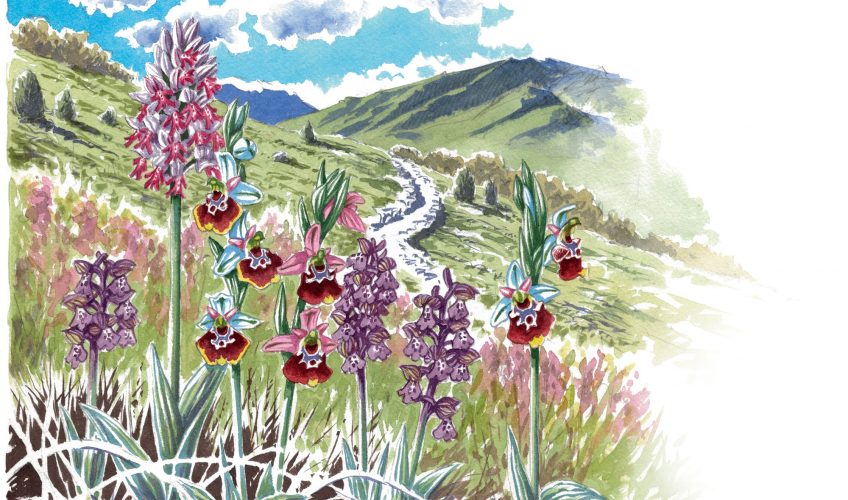 Les orchidées ont des fleurs qui ressemblent à des insectes pour les attirer