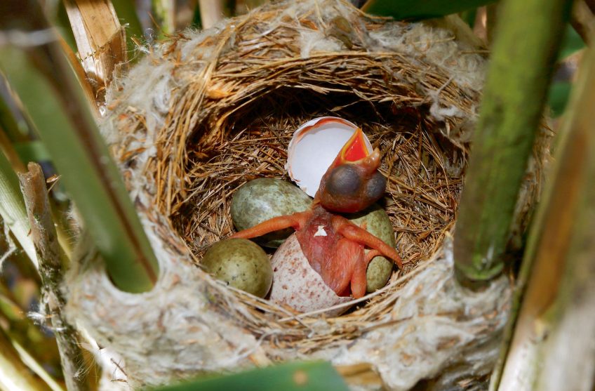 Comment le poussin du coucou gris éjecte-t-il les œufs du nid ?