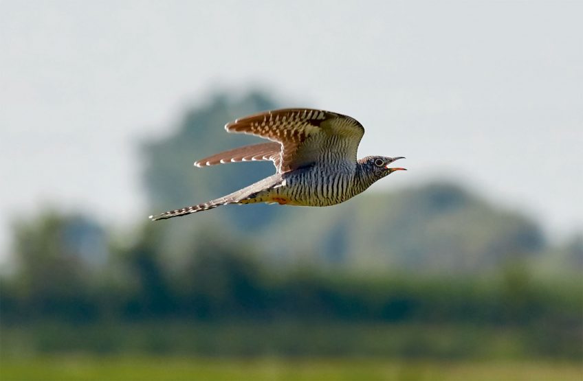 Le réchauffement climatique est un problème majeur pour les oiseaux qui migrent jusqu’au-delà du Sahara. S’ils n’adaptent pas suffisamment leur calendrier, ils risquent d’arriver trop tard en Europe. Dans le cas du coucou, cela peut signifier que ses hôtes ont pris trop d’avance dans leur nidification. En Allemagne, de 1970 à 2003, le coucou aurait avancé la date de son retour en moyenne d’un à cinq jours. En Rhône-Alpes en revanche, aucun décalage observé ces dix dernières années. Parviendra-t-il à suivre le rythme ces prochaines décennies ? Le point sur la disparition du coucou gris