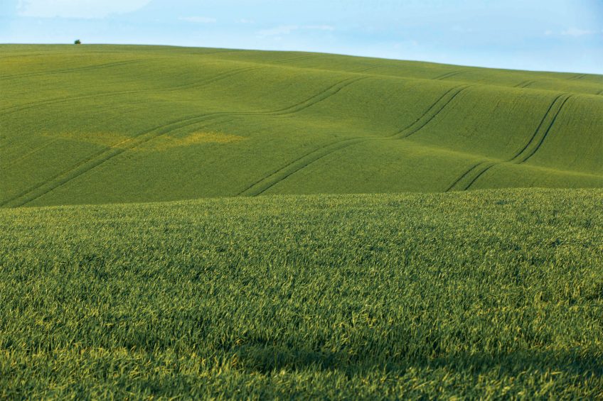 Les paysages façonnés par l’agriculture industrielle n’ont en réalité pratiquement plus rien de naturel. Pour les oiseaux, ce sont des déserts sans vie. Le point sur la disparition du coucou gris