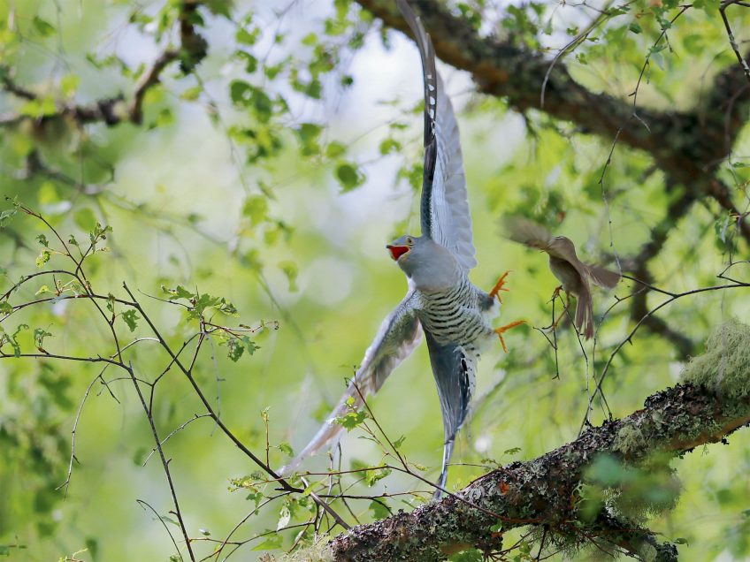 Comment le coucou gris pond-il son œuf dans le nid d'autres oiseaux ?