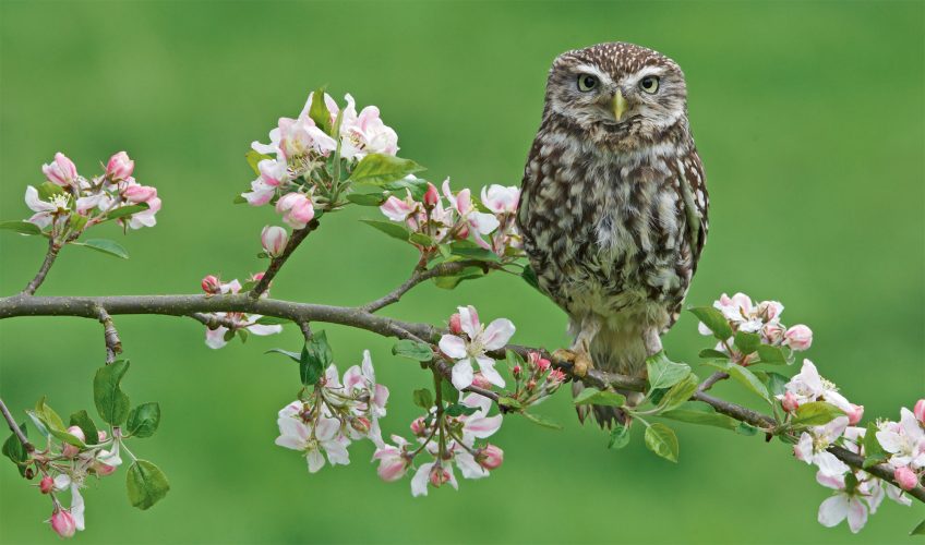 La Salamandre restaure un verger dans le Jura
