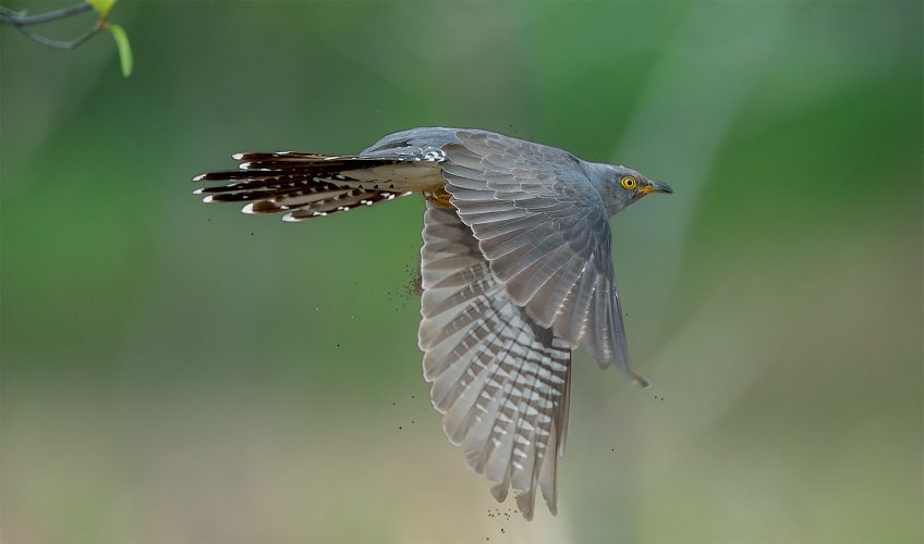 Le coucou gris est un des oiseaux les plus furtifs de nos contrées