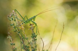 Magicienne dentelée / © Simon Bugnon