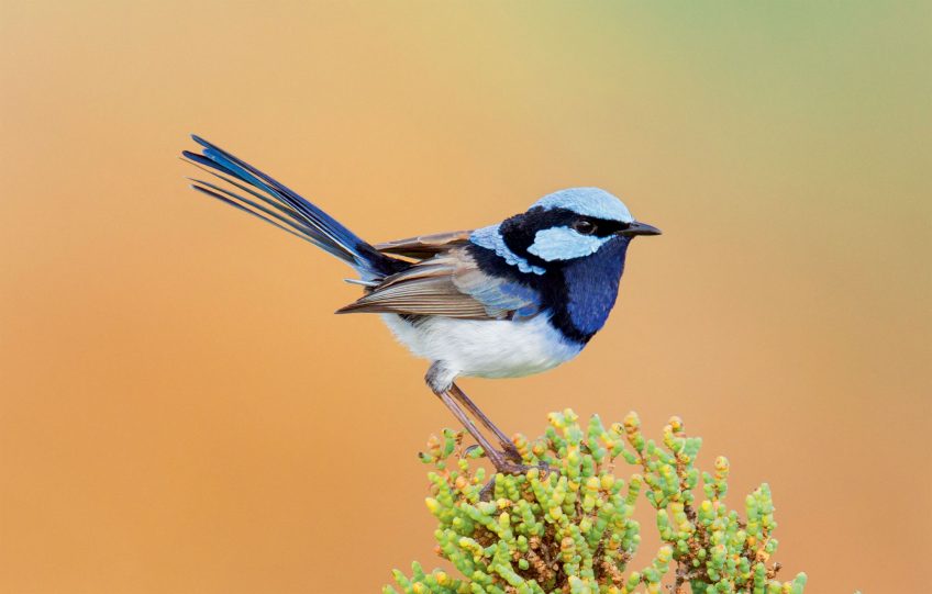 Les oiseaux parasites de couvée autour du monde