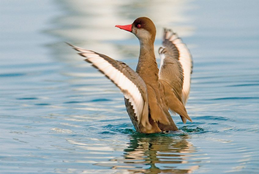 Les oiseaux parasites de couvée autour du monde