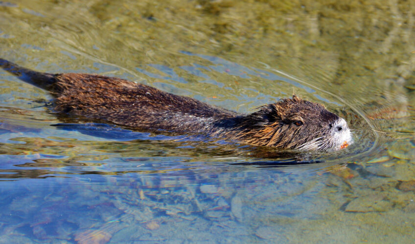 Quelles sont les différences entre le castor et le ragondin