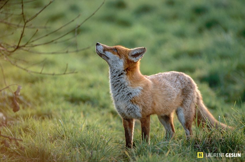 Histoires d'images - L'odyssée du renard