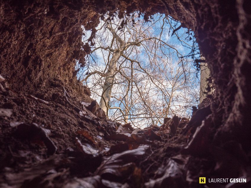 Histoires d'images - L'odyssée du renard