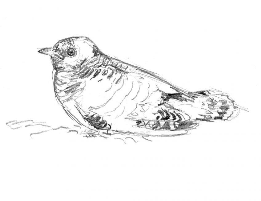 Pendant deux heures il reste par terre, terriblement vulnérable au premier chat de passage. Les dessins de coucou gris du peintre naturaliste Jean Chevallier