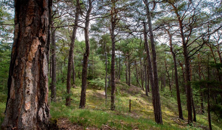 Balade en Suisse, la grande traversée du bois de Finges