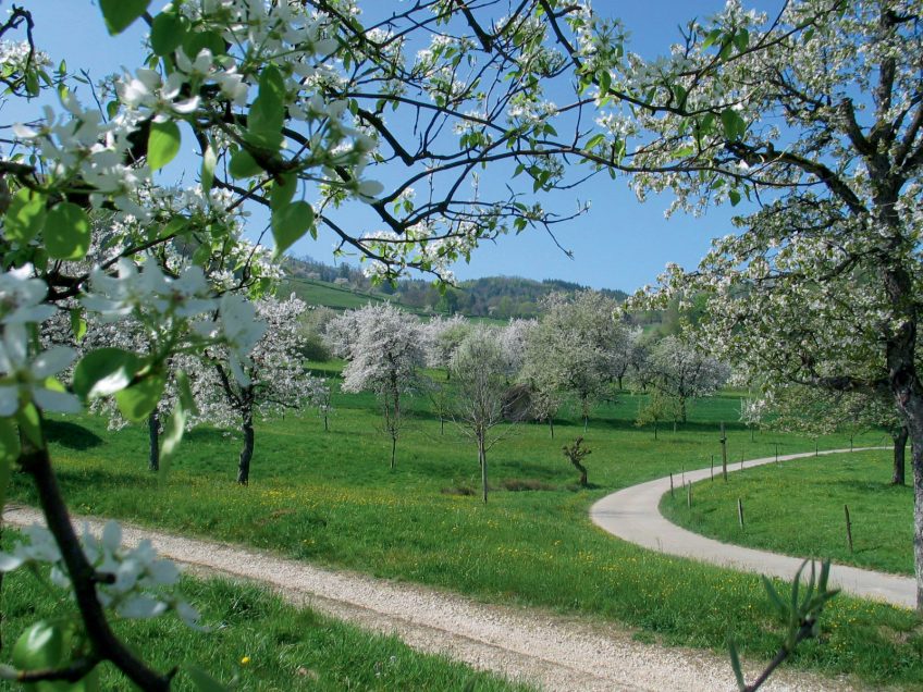 La Salamandre plante 250 arbres dans un verger du Jura