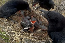 Plus vigoureux et demandeur que les jeunes corneilles, le coucou-geai grandit plus vite.
 / © Robert Sigl